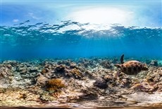Serie La vida en la barrera de coral