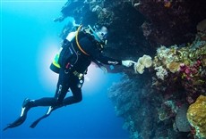 Escena de La vida en la barrera de coral