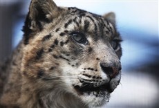 Serie Leopardos de las nieves
