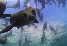 Serie Rescate de leones marinos