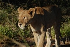 Serie Safari africano