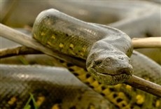 Serie Secretos de la serpiente pitón