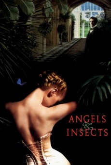 Angeli e insetti online