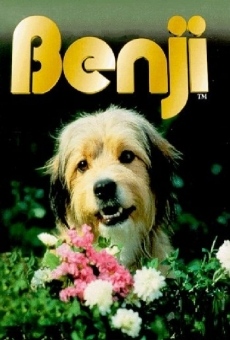 Mi adorado Benji, película completa en español