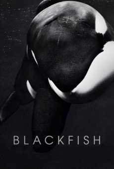 Blackfish l'orque tueuse