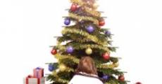 Ein Weihnachtsbaum Wunder