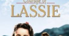 Le courage de Lassie streaming