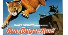Run, Cougar, Run streaming