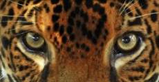Jaguars 3D film complet