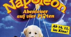 Napoleon - Abenteuer auf vier Pfoten streaming