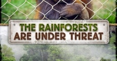 The Rainforests Are Under Threat streaming